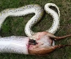 از جذابیت های حیات وحش؛ غول پیکر ترین پیتون دنیا چه زجری میکشه تا گوزن بخوره