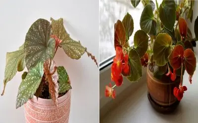 چطور بگونیا رو مثل حرفه‌ ای‌ ها پرورش بدیم؟/ از خاک تا آبیاری؛ همه چی درباره بگونیا