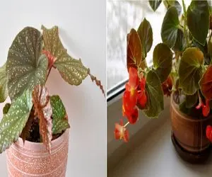 چطور بگونیا رو مثل حرفه‌ ای‌ ها پرورش بدیم؟/ از خاک تا آبیاری؛ همه چی درباره بگونیا