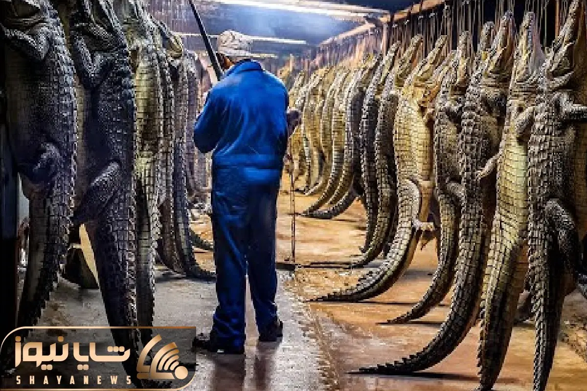 فرآوری تمساح؛ چگونه پوست و گوشت تمساح به گنجی کمیاب بدل می‌شود