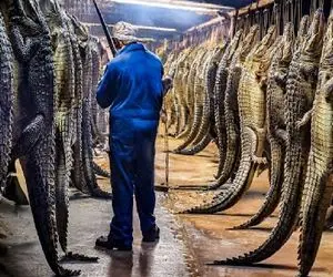 فرآوری تمساح؛ چگونه پوست و گوشت تمساح به گنجی کمیاب بدل می‌شود