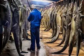 فرآوری تمساح؛ چگونه پوست و گوشت تمساح به گنجی کمیاب بدل می‌شود