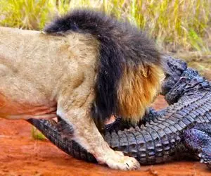 مستند حیات وحش / قصد مبارزه با شیر بود اما کروکودیل مبارزه را واگذار کرد