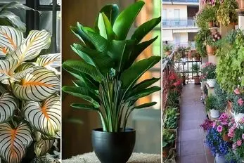 روش های افزایش قد و پرپشت شدن گیاه آپارتمانی؛ راهکارهایی ساده جهت دوبرابر شدن گیاه