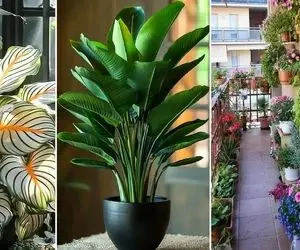 روش های افزایش قد و پرپشت شدن گیاه آپارتمانی؛ راهکارهایی ساده جهت دوبرابر شدن گیاه