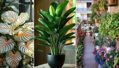 روش های افزایش قد و پرپشت شدن گیاه آپارتمانی؛ راهکارهایی ساده جهت دوبرابر شدن گیاه