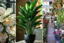 روش های افزایش قد و پرپشت شدن گیاه آپارتمانی؛ راهکارهایی ساده جهت دوبرابر شدن گیاه