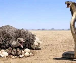 مستند حیات وحش؛ شترمرغ با هزار زحمت تخم گذاشته که کبری بیاد بخوره!