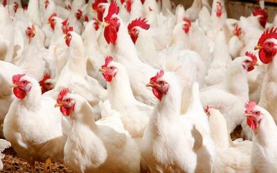 ادامه نابسامانی‌ها در بازار مرغ / قیمت مرغ گران می شود؟!