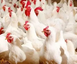 ادامه نابسامانی‌ها در بازار مرغ / قیمت مرغ گران می شود؟!