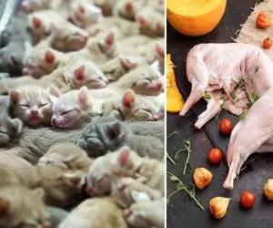 مزعه فراوری گربه؛ میلیون ها گربه را پرورش می دهند تا چاق و پشمالو که شد بخورنش