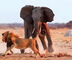 مستند حیات وحش؛ نبرد شیر و فیل کوه پیکر برای طعمه ای که اولادش بود