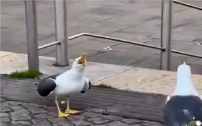 بدایع حیات وحش/پرنده نامرد تو روز روشن زنش رو گاز میگیره و بهش میخنده