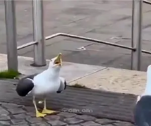 بدایع حیات وحش/پرنده نامرد تو روز روشن زنش رو گاز میگیره و بهش میخنده