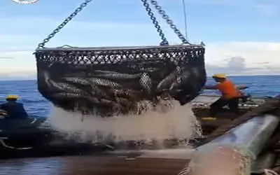 مستند کاوش؛ 1 تن ماهی گرفتن برا ذخیره تور رو فیکس میکنن رو مخزن زیر کشتی تخلیه میشه