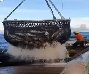 مستند کاوش؛ 1 تن ماهی گرفتن برا ذخیره تور رو فیکس میکنن رو مخزن زیر کشتی تخلیه میشه