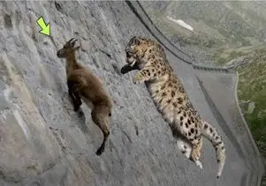 مستند حیات وحش؛ یوزپلنگ برای شکار بز جاذبه رو زیر پا میزاره