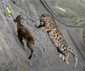مستند حیات وحش؛ یوزپلنگ برای شکار بز جاذبه رو زیر پا میزاره
