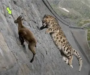 مستند حیات وحش؛ یوزپلنگ برای شکار بز جاذبه رو زیر پا میزاره