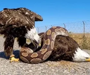 حیات وحش مصنوعی؛ عقاب شجاع برای نجات جان مادرش از چنگ پیتون غول کمک آورد