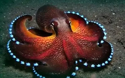 راز بقا؛ جانوری که از فضا روی زمین اومده و ژنتیکش مال زمین نیست! 