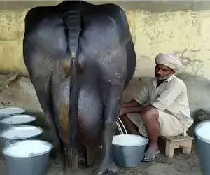 گاوهای باورنکردنی؛ گاو غول سیاه انقدر شیر داره هرچی میدوشن تموم نمیشه