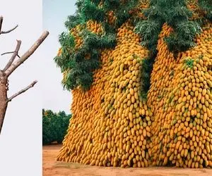 کشاورزی نوین؛ انقلابی در کشاورزی/ رمز و رموز کاشته انبه پر بار کمرشکن چینی ها فاش شد