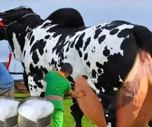 گاوهای باورنکردنی؛ گاو انقدر حجم شیرش زیاد شده که ندوشن دیگه نمی تونه راه بره