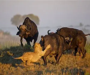 مستند حیات وحش؛ حماسی ترین نبردهای بوفالو علیه شیر