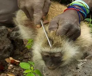 کباب میمون؛ بربرهای برهنه بچه خوک و میمون با چاقو سر میبرن رو آتیش کباب میکنن