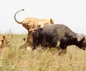 بدایع حیات وحش؛ شیر بدسگال شیرجه زد رو بوفالو ددمنش گروهی مثله و تناولش کردن