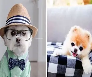 چرا سگ صاحب خود را گاز میگیرد؛ اینا رو بدون و رعایت کن تا یه وقت از دستش ناراحت نشی!