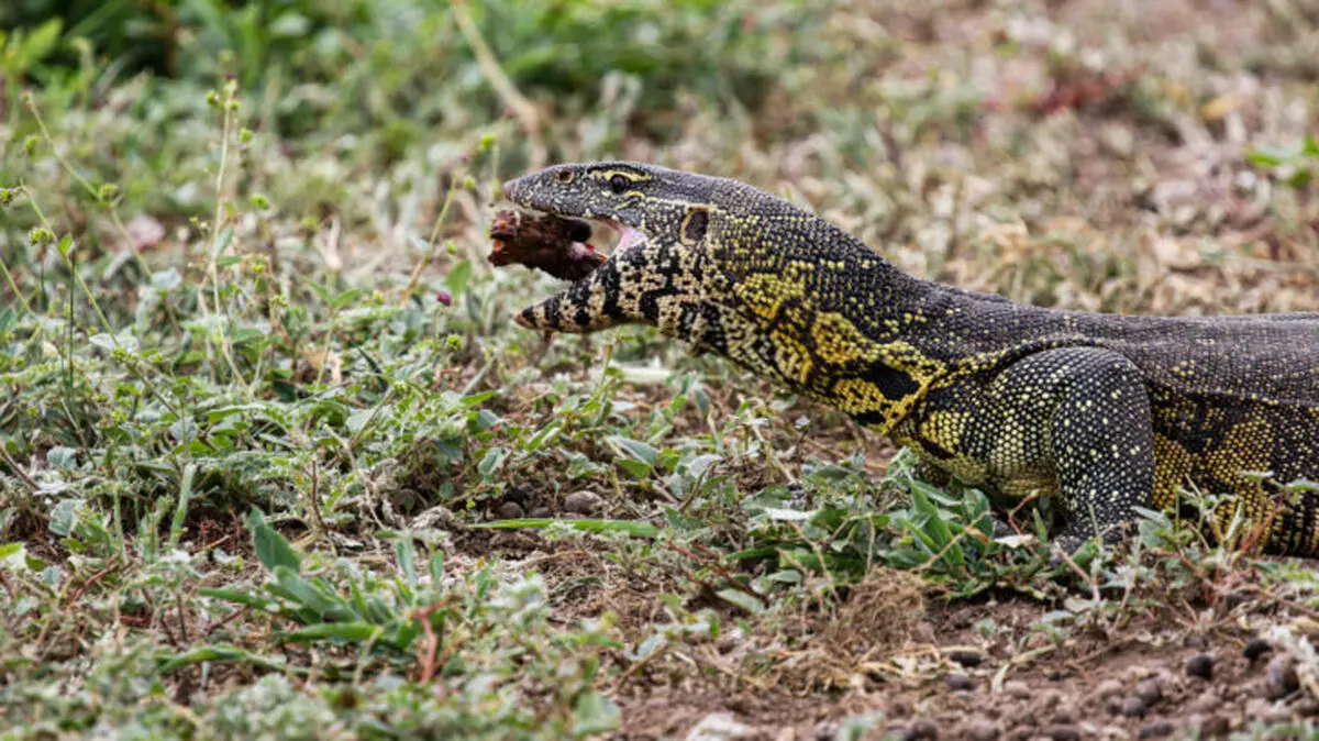 Nicola-Marneweck-7.-Nile-Monitor-eating-scraps-728x409