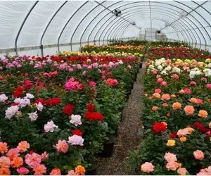 کشاورزی نوین؛ گلخونه پرورش گل رز به مساحت 30000 متر مربع با تجهیزات به روز