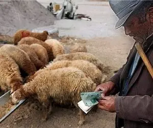 (جدول) قیمت دام زنده امروز ۱۹ آبان ۱۴۰۳/ گوسفند در یک استان ارزان شد 