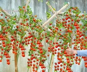 ایده های خلاقانه؛ باغچه کف حیاط نداری خیالی نیست گوجه فرنگی درختی بکار محشر میشه