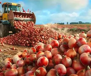 کشاورزی نوین؛ با تجهیزات نوین و ماشین های به روز موقع برداشت پیاز رو بسته بندی میکنن