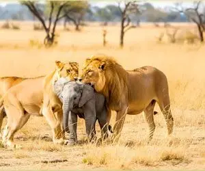 مستند حیات وحش / شیر آزمندانه از دو طرف بچه فیل را به دندان کشید گوشتش ریش شد