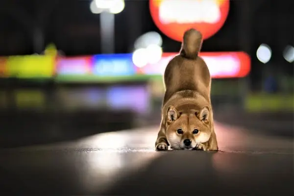 SHIBAINU