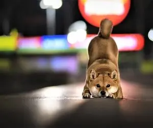 آیا "شیبا اینو" درحال غرق شدن است؟