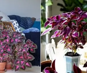 با رعایت این نکات برگ های حسن یوسف خوش رنگ تر میشه؛ با این گل نوستالژی به خونت صفا بده