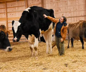 گاوهای پر بارور ؛ خیلی مدرن و حساب شده کاری می کنن گاوهاشون همه چند قلو می زان