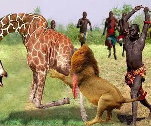 جنگجویان طبیعت؛ مردمان ماسایی شیر سفاکی که بهشون حمله ور شد رو با چماق مثله کردن