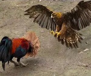 جذابیت حیات وحش؛ خروس ددمنش برای حفاظت از حرمسراش دخل باقی حیوان هارو درآورد