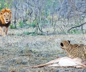 از جذابیت های حیات وحش؛ پلنگ داشت از گوشت نرم آهو لذت می برد که یهوی شیر اومد