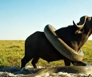 مستند حیات وحش / سماجت و سیاست مار به جثه تنومند بوفالو چربید