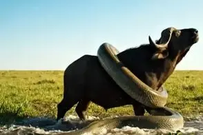 مستند حیات وحش / سماجت و سیاست مار به جثه تنومند بوفالو چربید