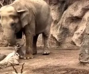 بدایع حیات وحش؛ دل فیل لرزید وقتی بچه آهو فریاد زد