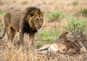 مستند حیات وحش؛ بچه آهوی یک روزه که شیر نه تنها نخوردش به فرزندی هم پذیرفتش