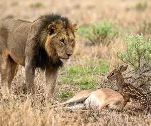 مستند حیات وحش؛ بچه آهوی یک روزه که شیر نه تنها نخوردش به فرزندی هم پذیرفتش